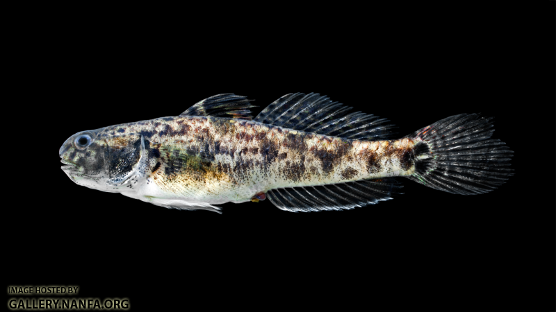 Lyre Goby - Evorthodus lyricus - Female