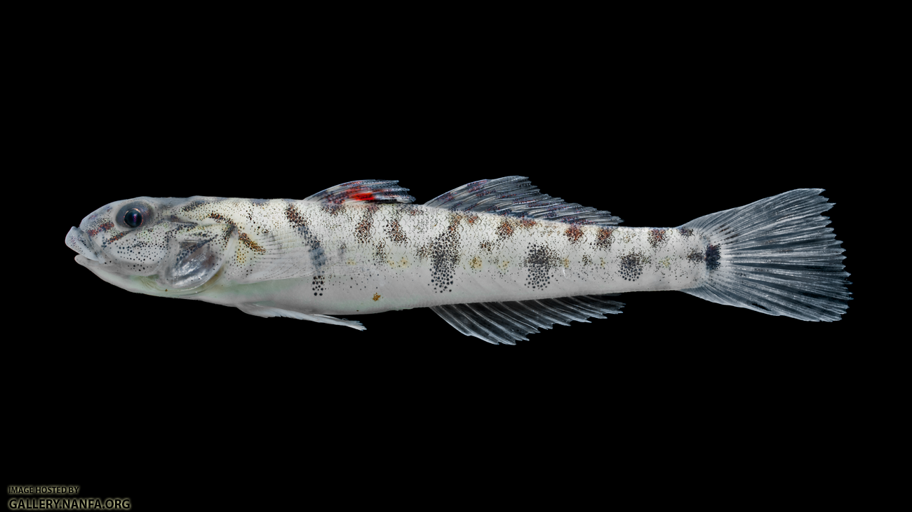 River Goby - Awaous banana