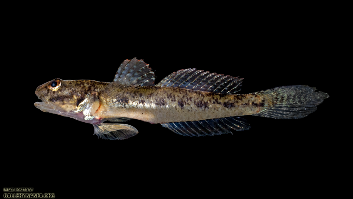 Freshwater Goby - Ctenogobius shufeldti