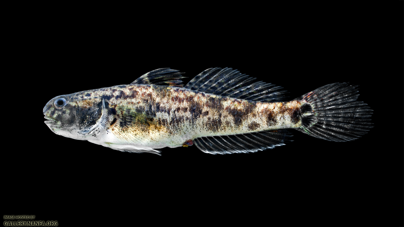 Lyre Goby - Evorthodus lyricus - Female