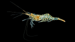 Riverine Grass Shrimp - Palaemonetes paludosus
