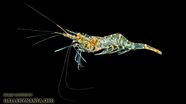 Riverine Grass Shrimp - Palaemonetes paludosus