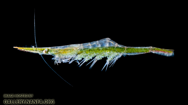 Arrow Shrimp - Tozeuma carolinense