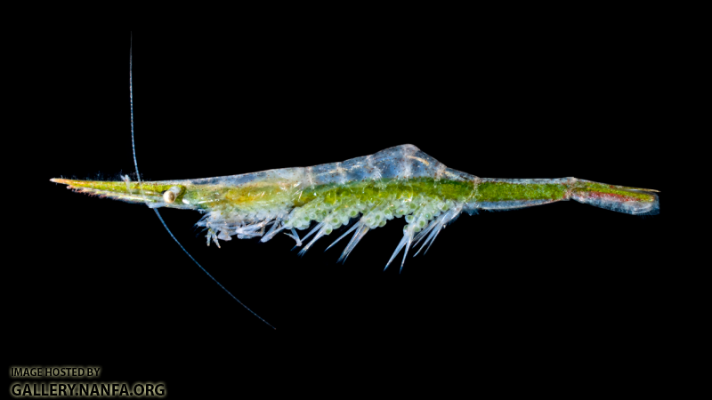 Arrow Shrimp - Tozeuma carolinense