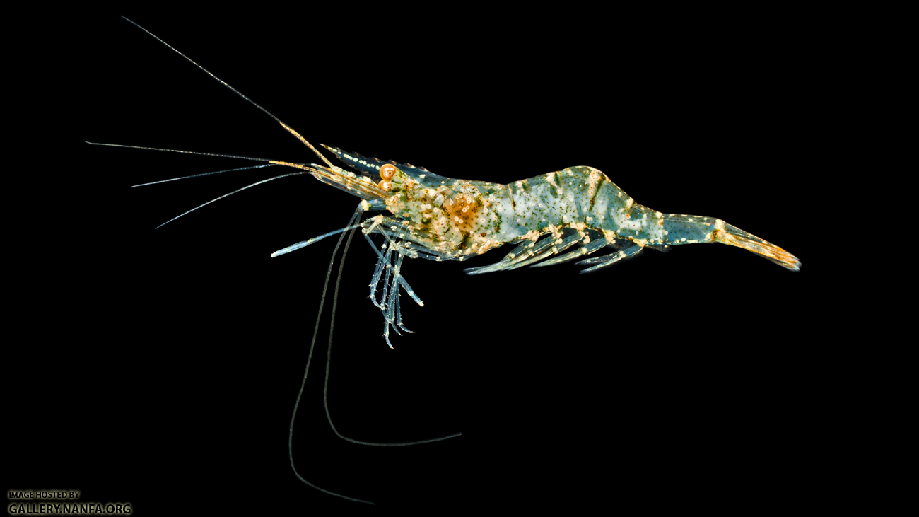 Riverine Grass Shrimp - Palaemonetes paludosus