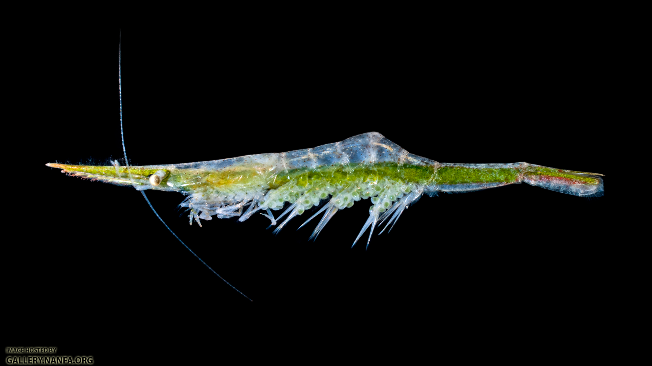 Arrow Shrimp - Tozeuma carolinense