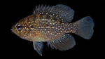 Bluespotted Sunfish - Enneacanthus gloriosus