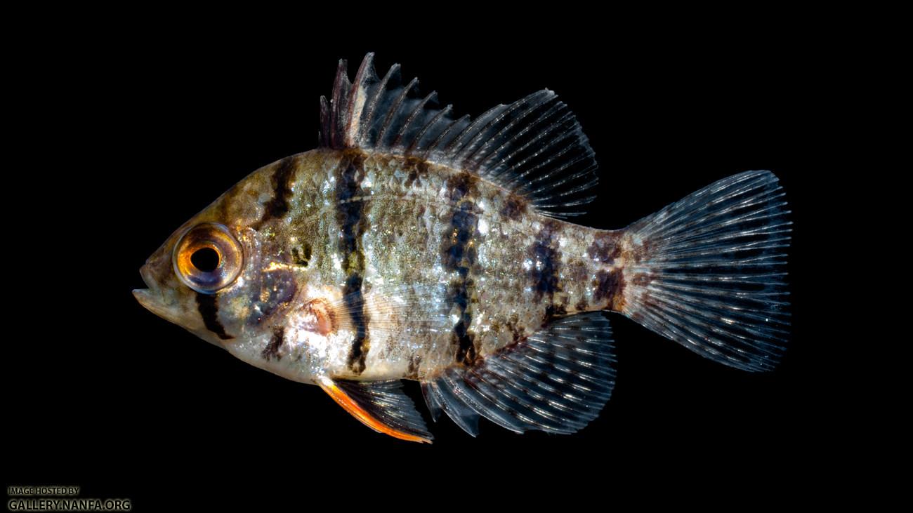 Blackbanded Sunfish - Enneacanthus chaetodon