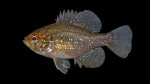 Bluespotted Sunfish - Enneacanthus gloriosus