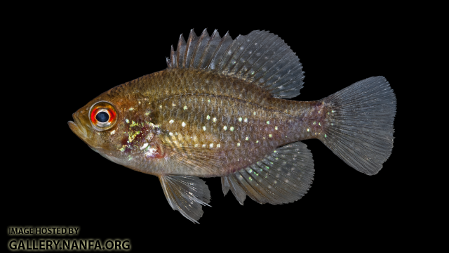 Bluespotted Sunfish - Enneacanthus gloriosus