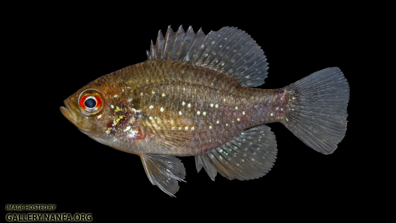 Bluespotted Sunfish - Enneacanthus gloriosus