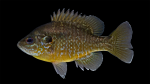 Lepomis cyanellus_x_Lepomis macrochirus