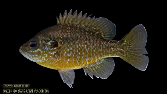 Lepomis cyanellus_x_Lepomis macrochirus