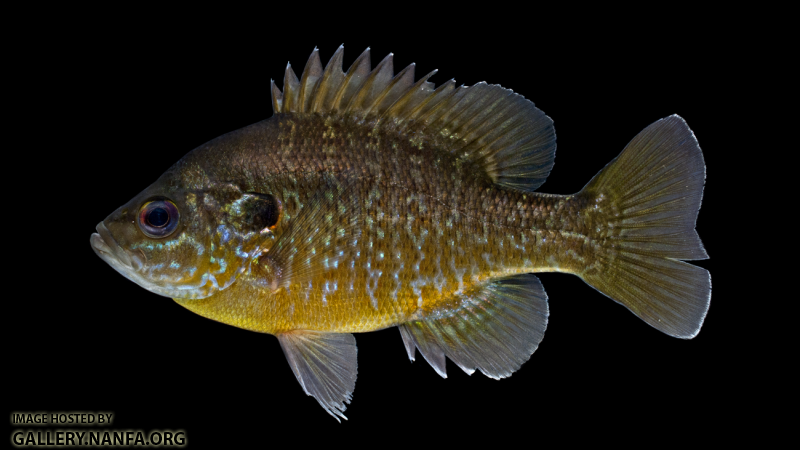 Lepomis cyanellus_x_Lepomis macrochirus