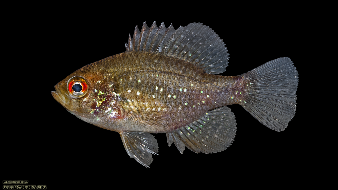 Bluespotted Sunfish - Enneacanthus gloriosus