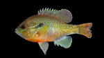 Redbreast Sunfish - Lepomis auritus