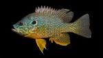Green Sunfish - Lepomis cyanellus x Pumpkinseed - Lepomis gibbosus