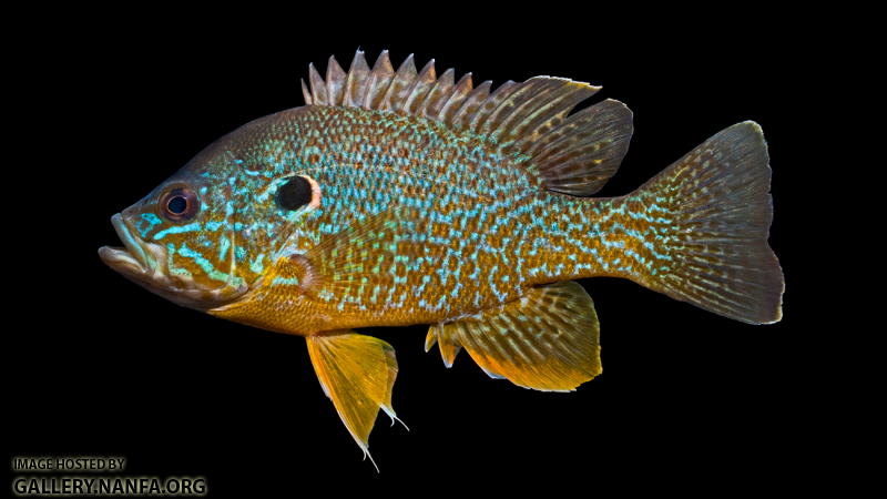 Green Sunfish - Lepomis cyanellus x Pumpkinseed - Lepomis gibbosus