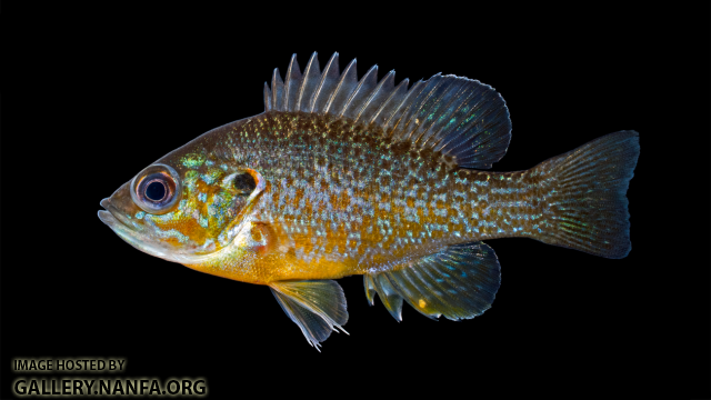 Green Sunfish - Lepomis cyanellus