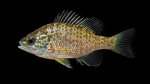 Pumpkinseed - Lepomis gibbosus