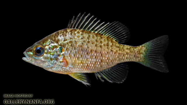 Pumpkinseed - Lepomis gibbosus