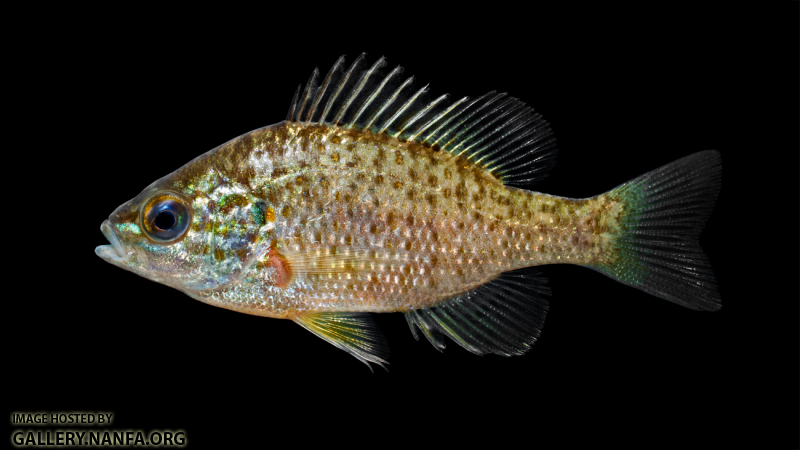 Pumpkinseed - Lepomis gibbosus