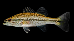 Largemouth Bass - Micropterus salmoides