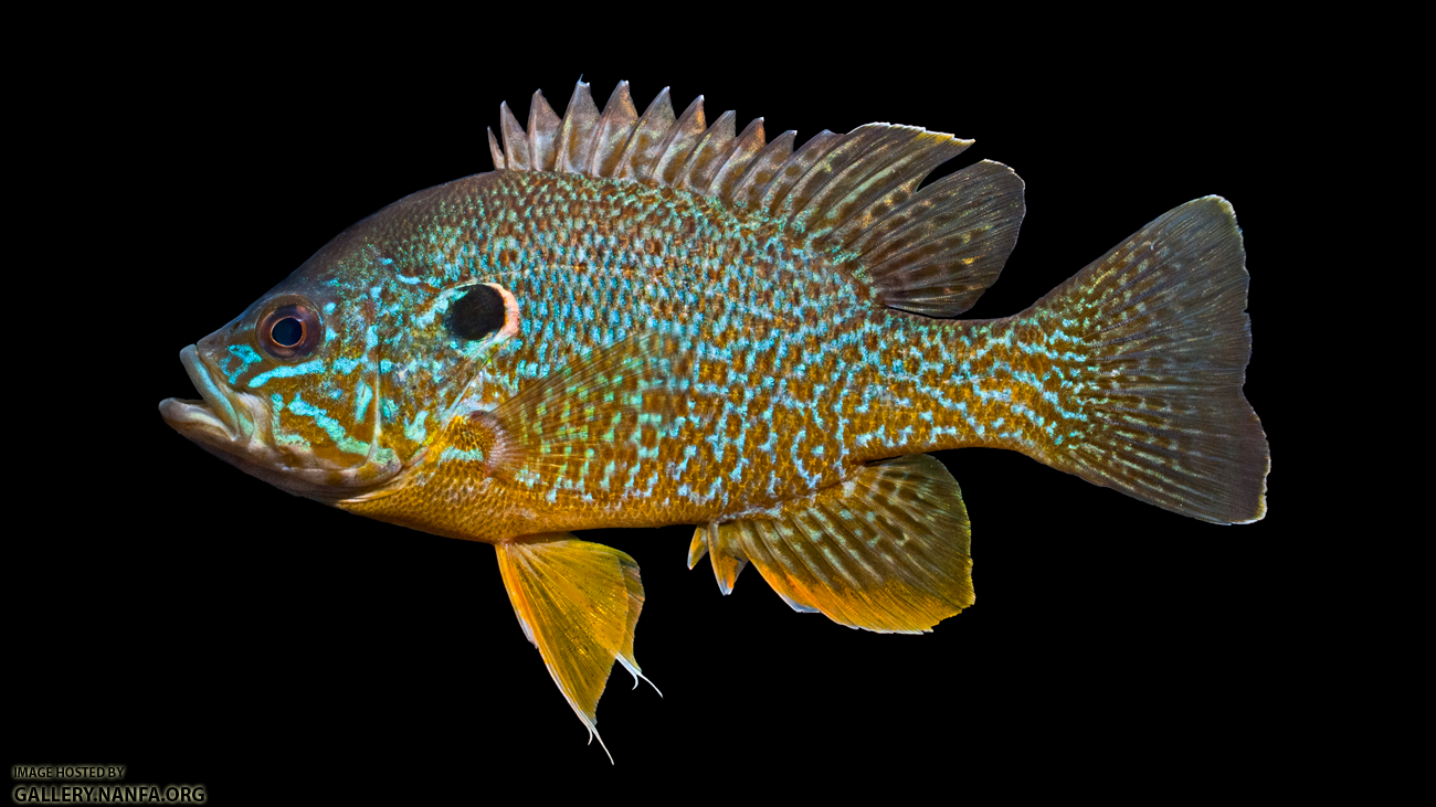 Green Sunfish - Lepomis cyanellus x Pumpkinseed - Lepomis gibbosus