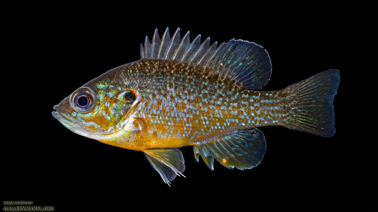 Green Sunfish - Lepomis cyanellus