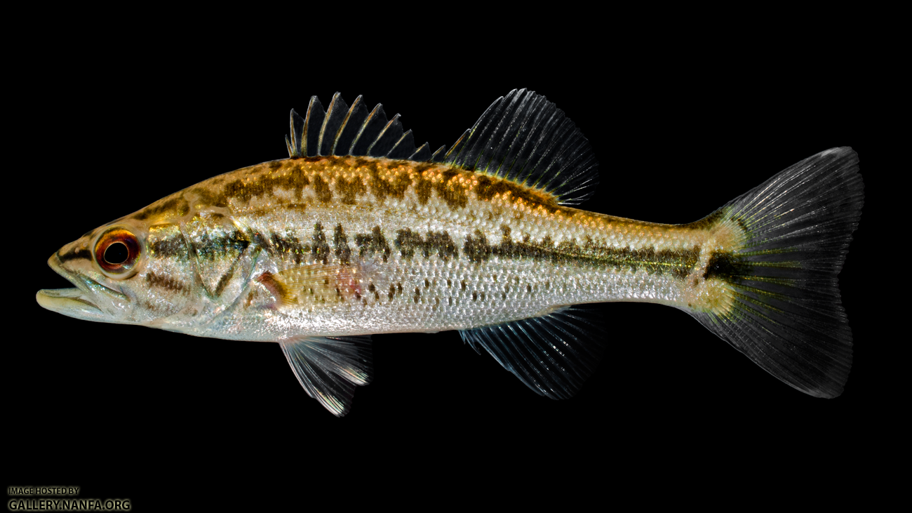 Largemouth Bass - Micropterus salmoides