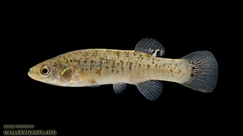 Marsh Killifish - Fundulus confluentus