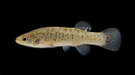 Killifishes - Fundulidae