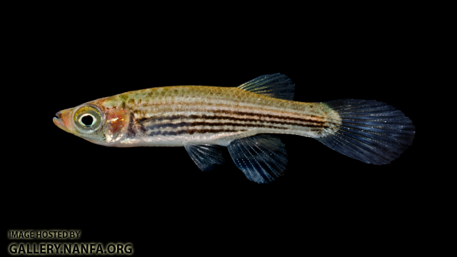 Lined Topminnow - Fundulus lineoatus