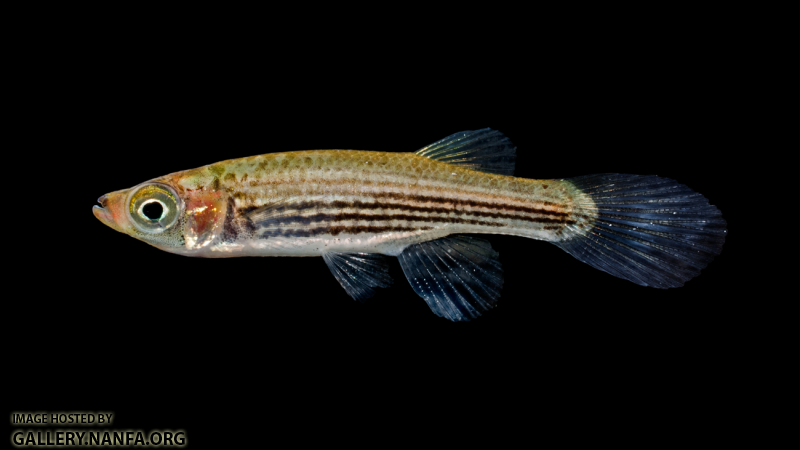 Lined Topminnow - Fundulus lineoatus