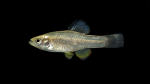 Rainwater Killifish - Lucania parva