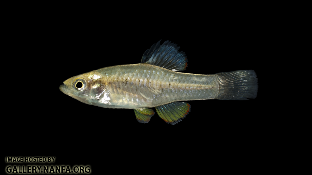 Rainwater Killifish - Lucania parva