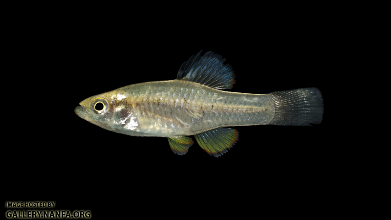 Rainwater Killifish - Lucania parva