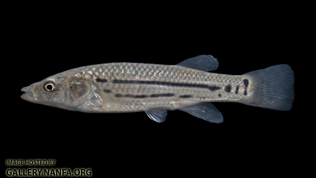 Striped Killifish - Fundulus majalis