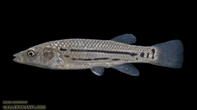 Striped Killifish - Fundulus majalis