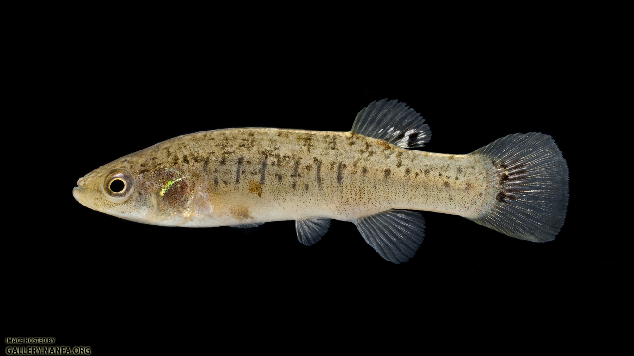 Marsh Killifish - Fundulus confluentus