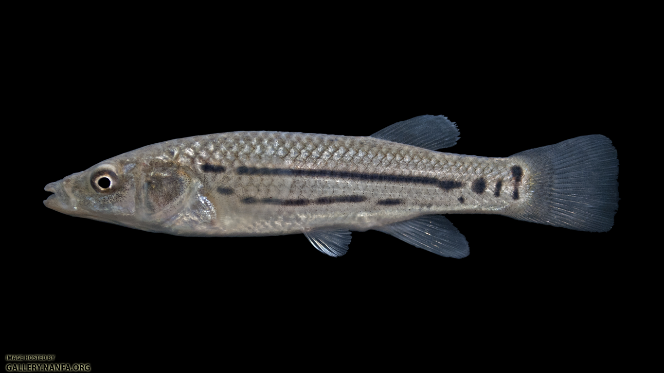 Striped Killifish - Fundulus majalis