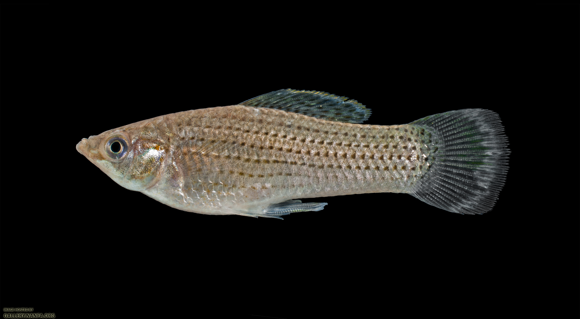 Sailfin Molly - Poecilia latipinna - Male