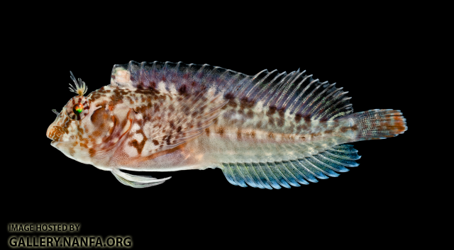 Crested Blenny - Hypleurochilus geminatus