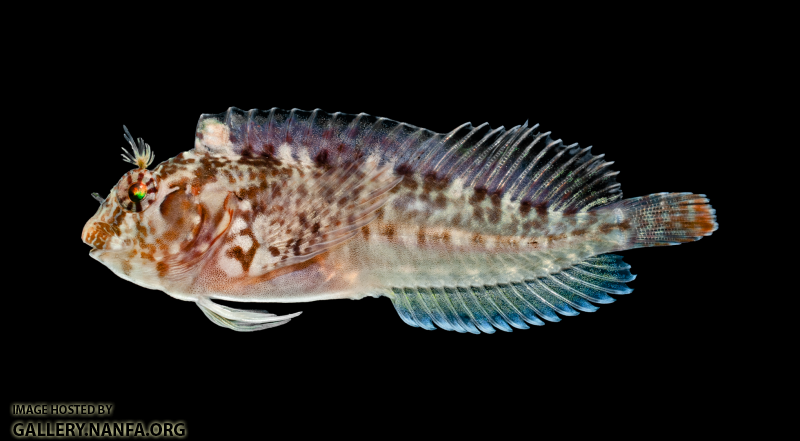 Crested Blenny - Hypleurochilus geminatus