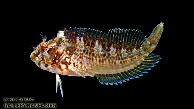 Crested Blenny - Hypleurochilus geminatus