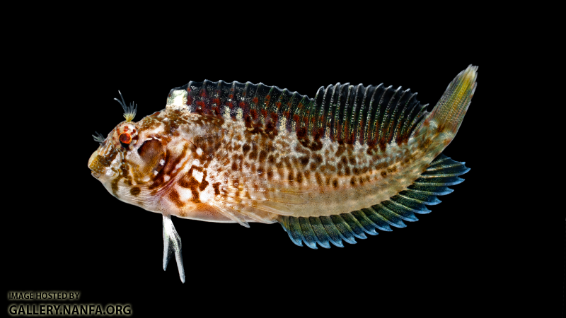 Crested Blenny - Hypleurochilus geminatus