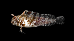 Feather Blenny - Hypsoblennius hentz