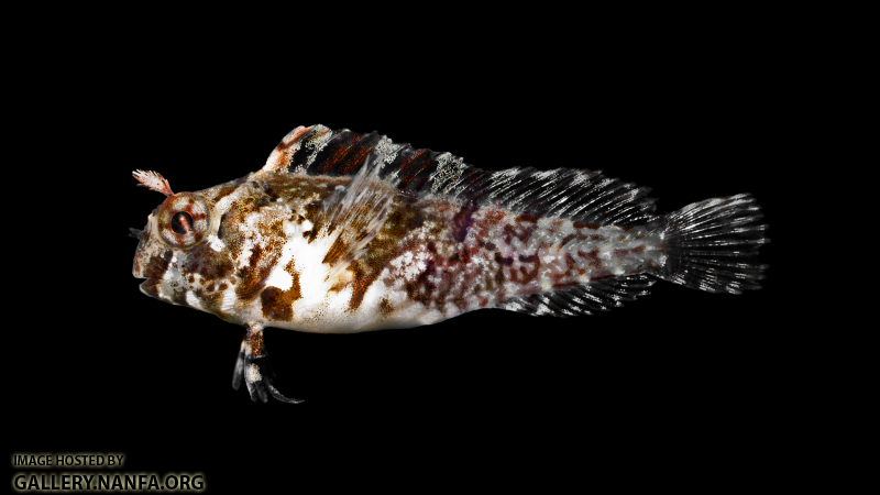 Feather Blenny - Hypsoblennius hentz