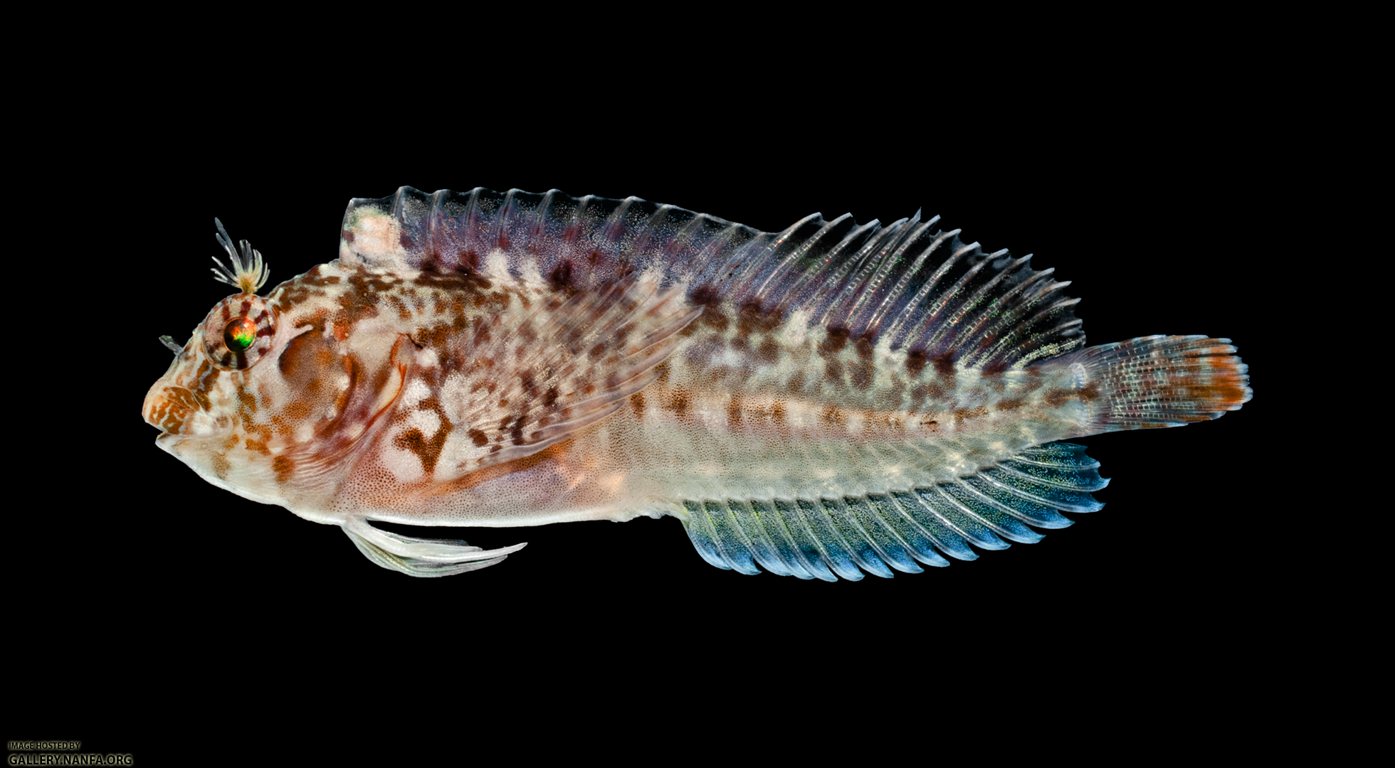 Crested Blenny - Hypleurochilus geminatus