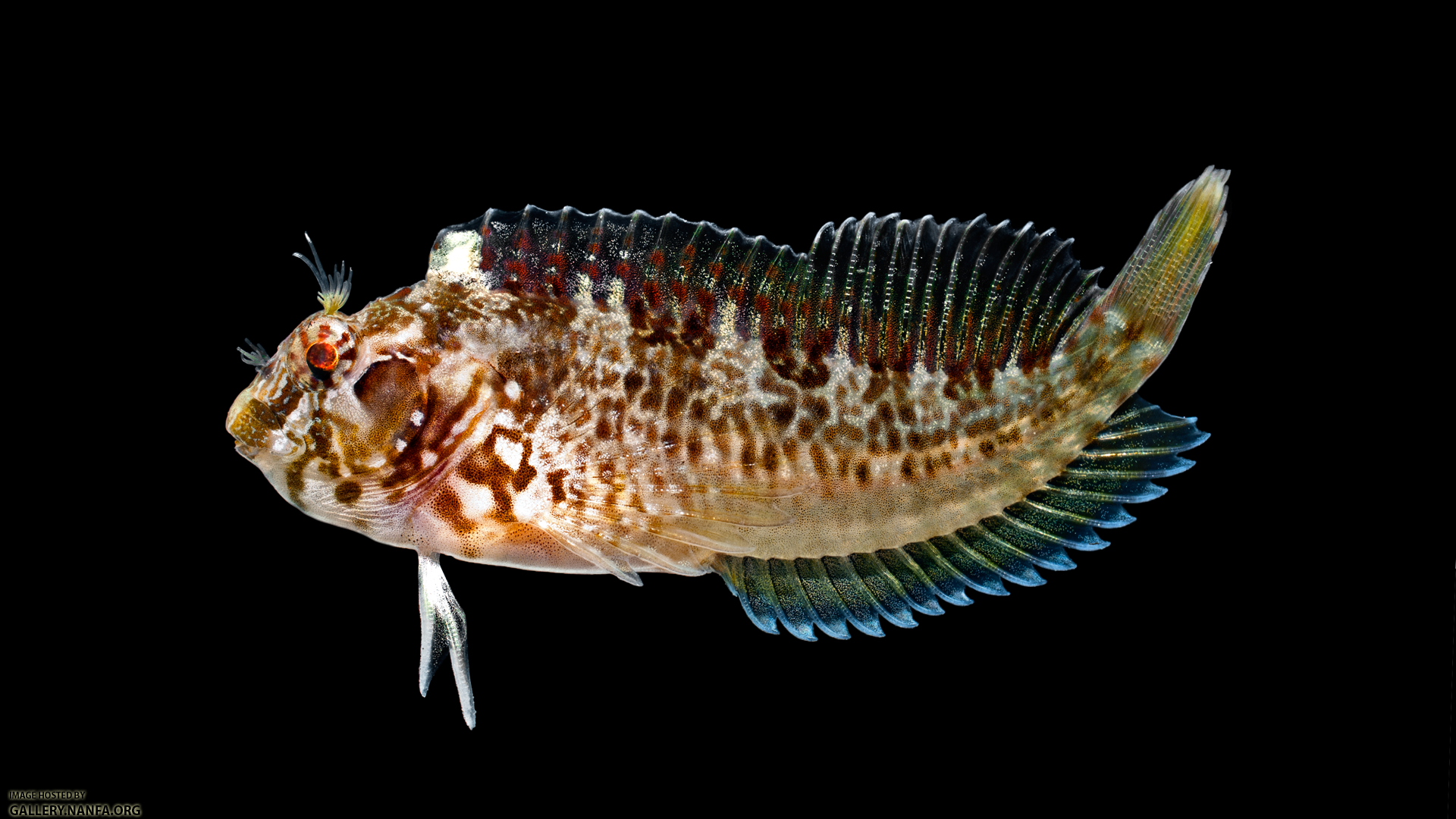 Crested Blenny - Hypleurochilus geminatus